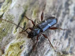 Phymatodes vulneratus thumbnail 3