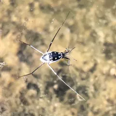 Trepobates subnitidus thumbnail 3