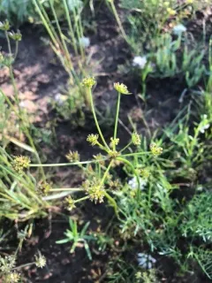 Rollins' Biscuitroot thumbnail 3