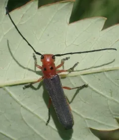 Sumac Stem Borer thumbnail 3
