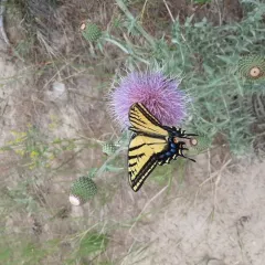 Two-tailed Swallowtail thumbnail 4