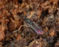 Systenus albimanus thumbnail 2