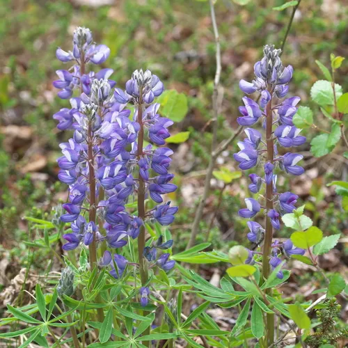 Arctic Lupine
