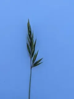 small sweet vernal grass thumbnail 3