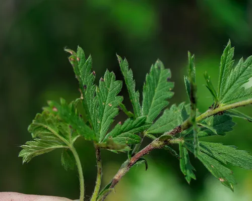 Grey Cinquefoil