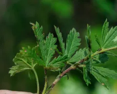 Grey Cinquefoil thumbnail 1