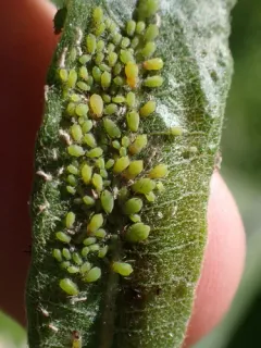 Spiraea Aphid thumbnail 3