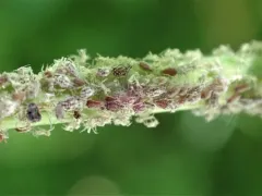 Buttonbush aphid thumbnail 3