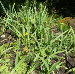 big-leaf sedge thumbnail 4