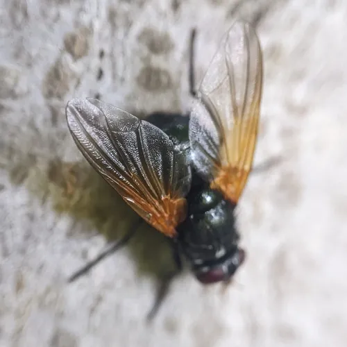 Mesembrina latreillii