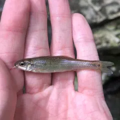 Bluntnose Minnow thumbnail 2