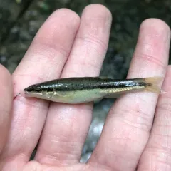 Eastern Blacknose Dace thumbnail 4