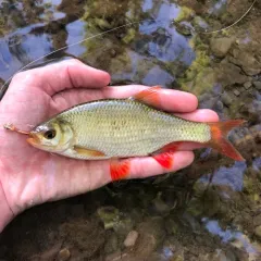 Common Rudd thumbnail 3