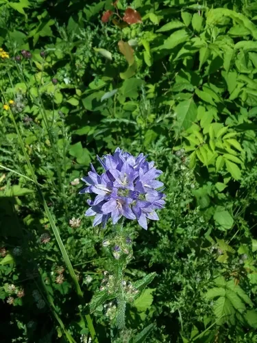 Bristly Bellflower