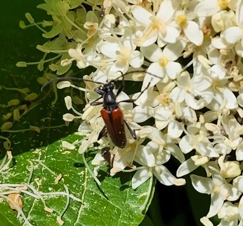 Alosterna rubida