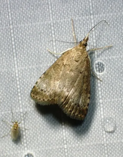 Udea inquinatalis