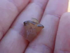 bog jellydisc thumbnail 2