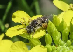 Calliopsis personata thumbnail 3