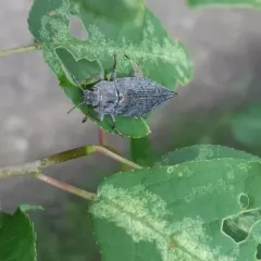 Flat-headed Poplar Borer thumbnail 4