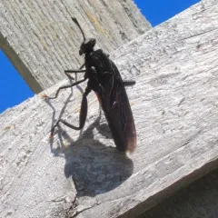 Clubbed Mydas Fly thumbnail 3