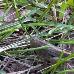 Speckle-winged Rangeland Grasshopper thumbnail 3
