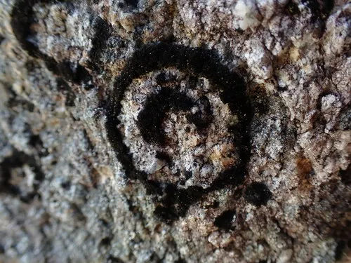 Spilonema maritimum