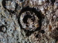 Spilonema maritimum thumbnail 1