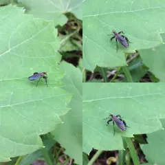 Long-tailed Dance Fly thumbnail 4