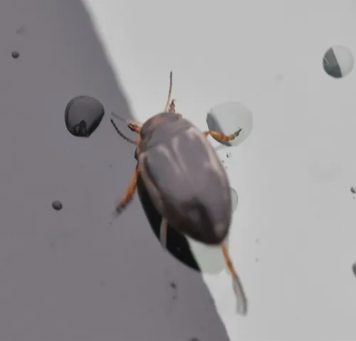 Hygrotus patruelis