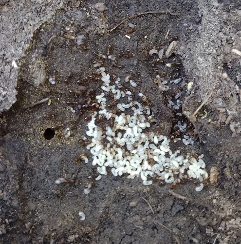Western Collared Ant