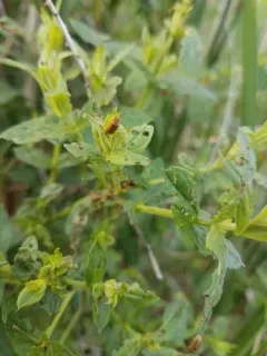 Golden Loosestrife Beetle thumbnail 2