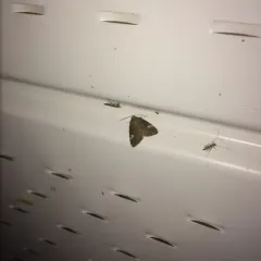 Gray Marvel Moth thumbnail 2