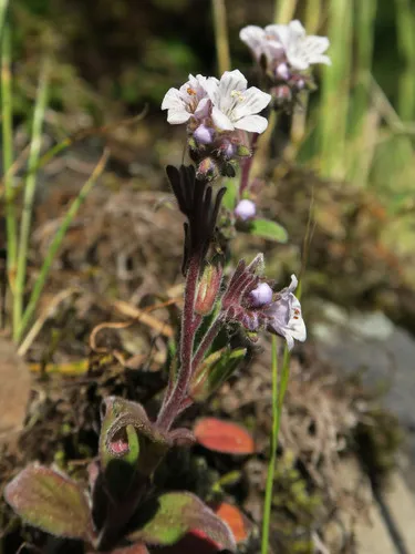 Spring Phacelia