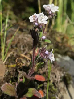 Spring Phacelia thumbnail 1