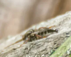 Cyrtopogon glarealis thumbnail 3