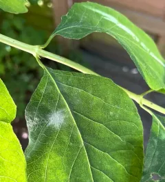 snowberry powdery mildew thumbnail 2