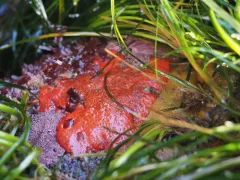 Fused Orange Social Ascidian thumbnail 2