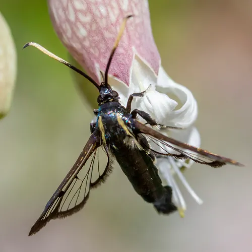 Synanthedon proxima