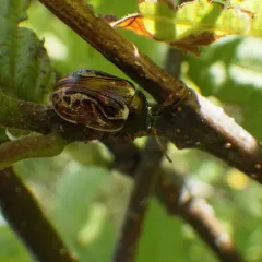 Russet Alder Leaf Beetle thumbnail 1