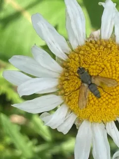 Dinera grisescens thumbnail 2
