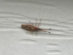 Melanorhopala clavata thumbnail 3