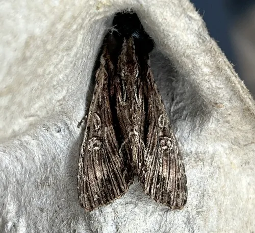 Black-dashed Apamea Moth
