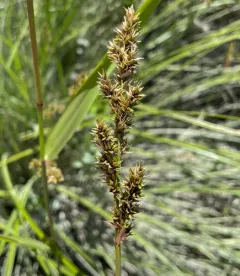 Cusick's sedge thumbnail 3
