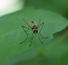 Cholomyia inaequipes thumbnail 2