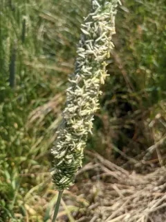 harding grass thumbnail 3