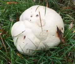 giant puffball thumbnail 4