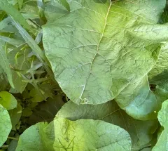 Chrysanthemum Leafminer thumbnail 4
