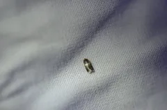 Hard Maple Budminer Moth thumbnail 2