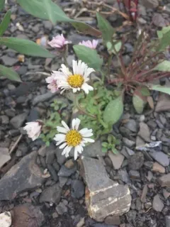 Denali fleabane thumbnail 2