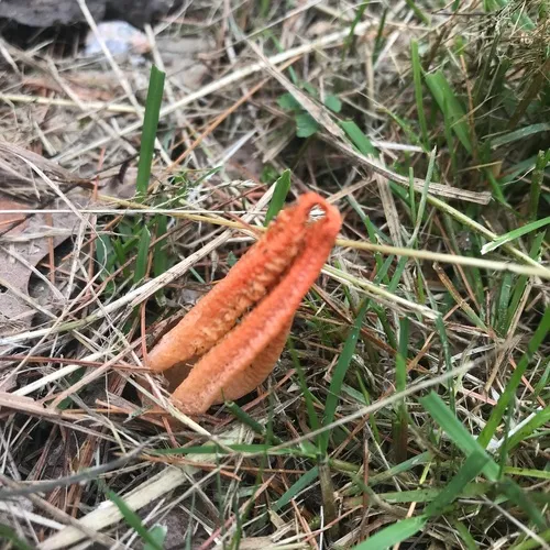 stinky squid